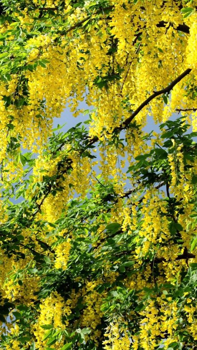 Акация желтокорая