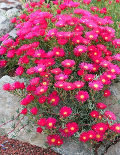 Лампрантус Глаукоидес