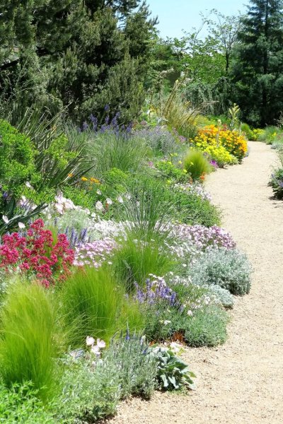 Засухоустойчивый цветник