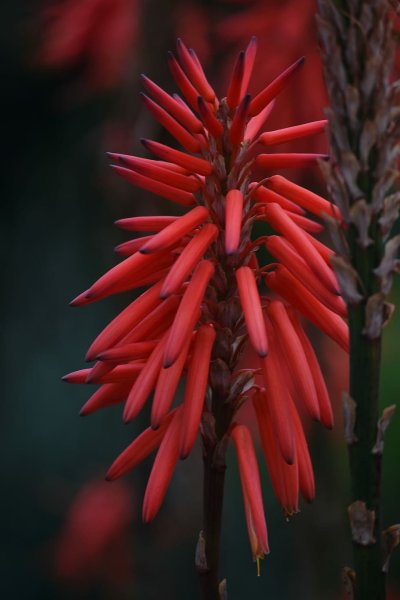 Флора растения