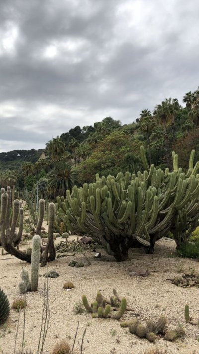 Растительность