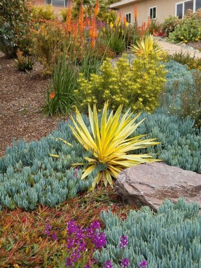 Юкка Садовая