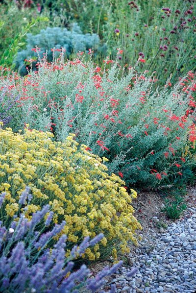 Засухоустойчивые растения для сада