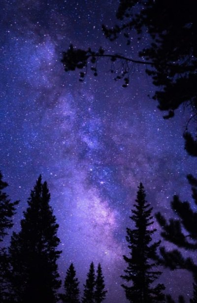 Ночной лес со звездами