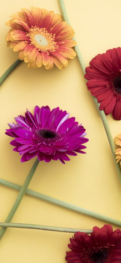 Гербера Пинк Спрингс