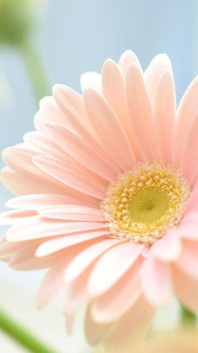 Ромашка розовая