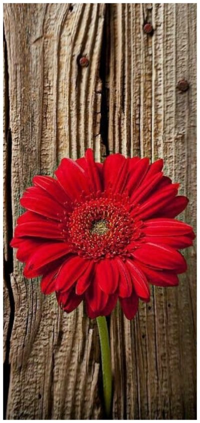 Розы на деревянном фоне