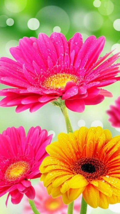 Астровые герберы