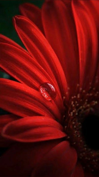 Красный цветок