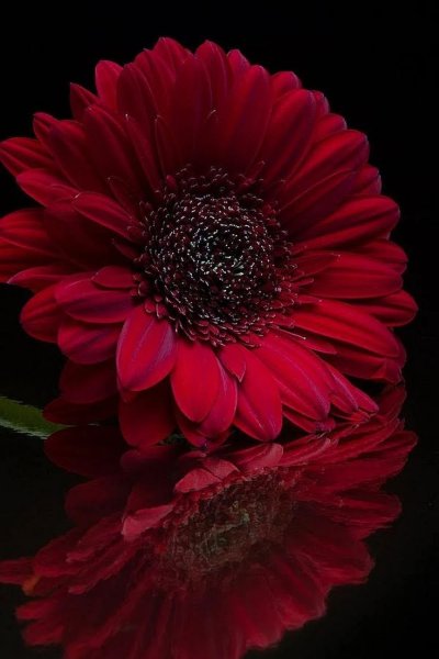 Гербера красная