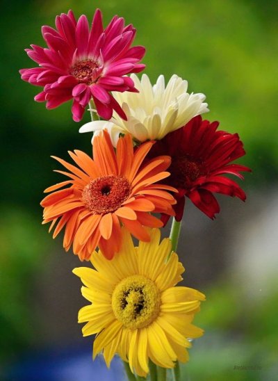 Астровые герберы