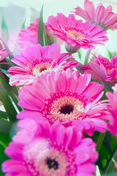 Берберы цветы