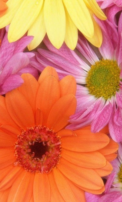 Фотообои разноцветные герберы