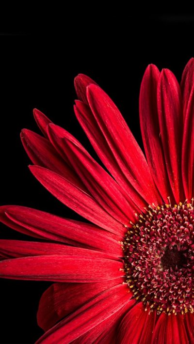 Качественные картинки HD Гербера на черном фоне