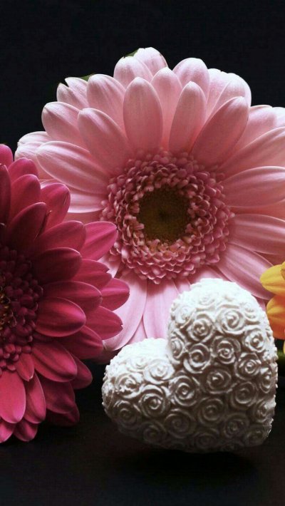 Герберы цветы