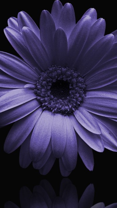 Фиолетовые цветы