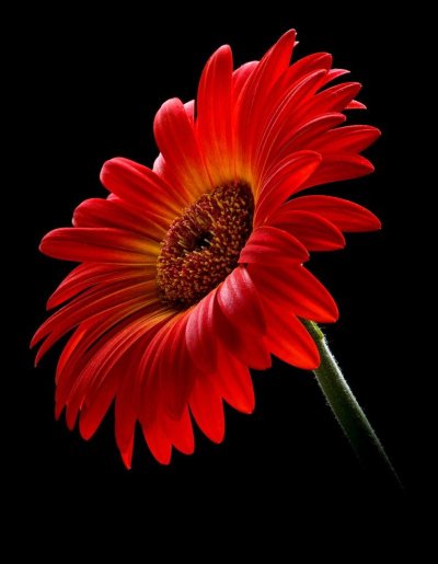 Красный цветок