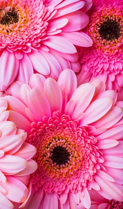 Гербера Дейзи