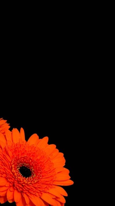 Оранжевые цветы