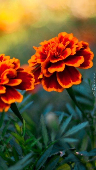 Оранжевые цветы