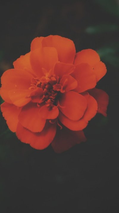 Обои на айфон оранжевые цветы