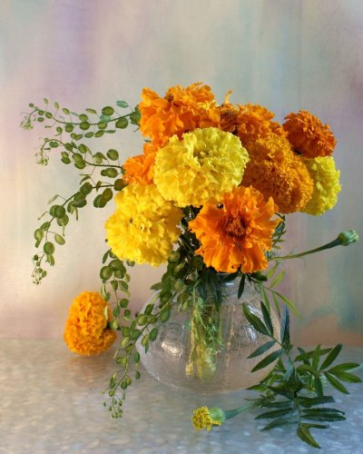 Бархатцы Тагетес