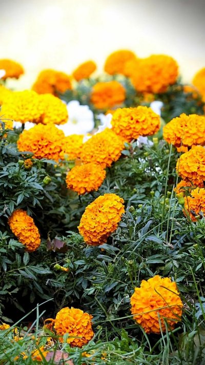 Агератум бархатцы цинии