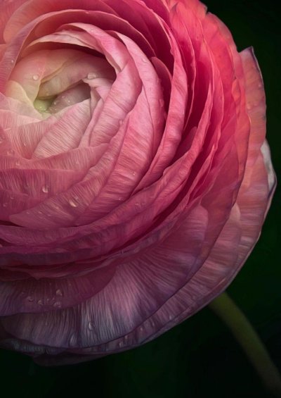 Лютик азиатский