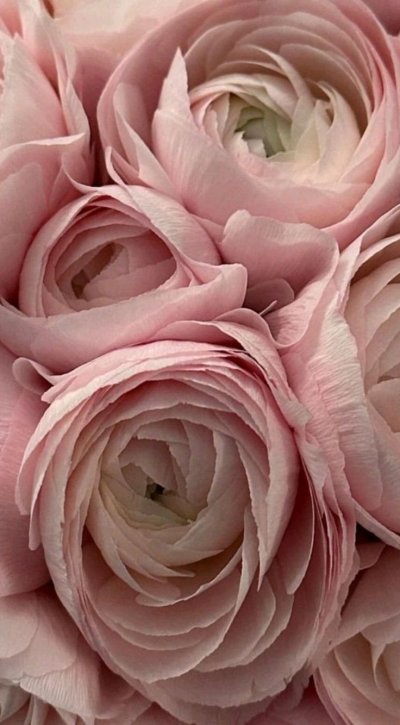 Flowers aesthetic Wallpaper