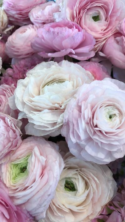 Ранункулюс