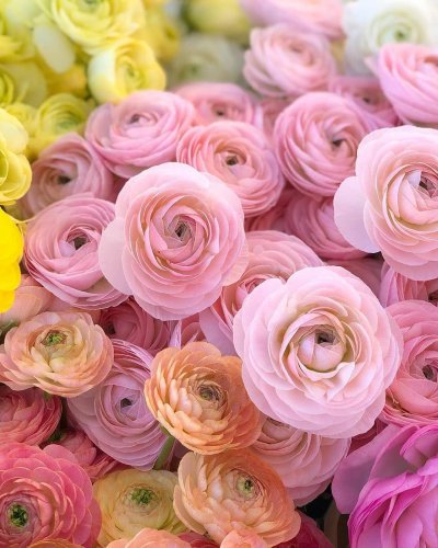 Ранункулюсы PNG