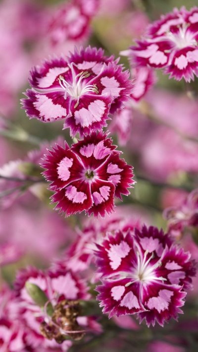 Гвоздика Шугар Плам