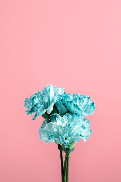 Голубые гвоздики