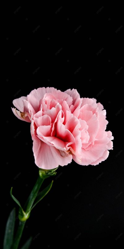 Гвоздики на черном фоне