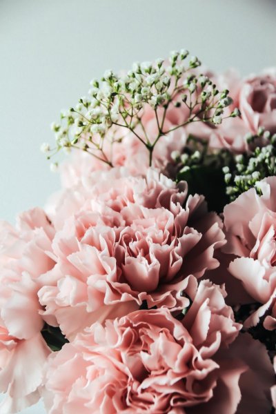 Гвоздика Диантус розовая