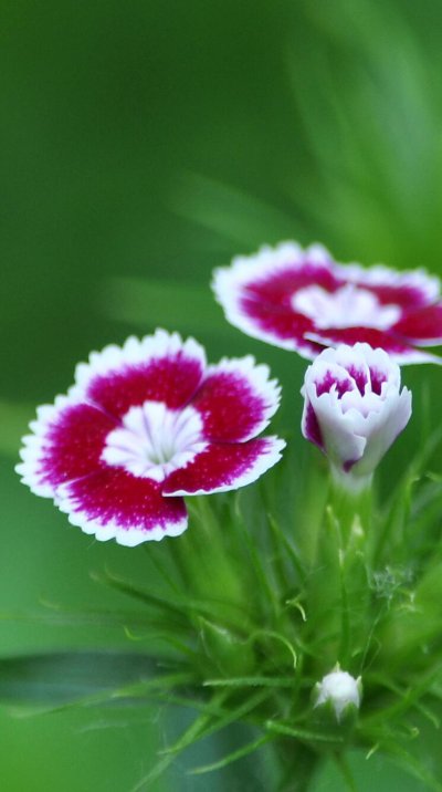 Гвоздика Макросъемка