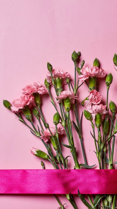 Обои на телефон гвоздика