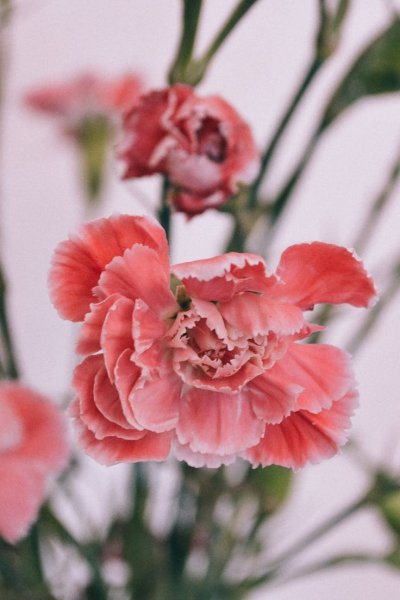 Гвоздика (бутоны)