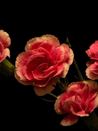 3 Гвоздички