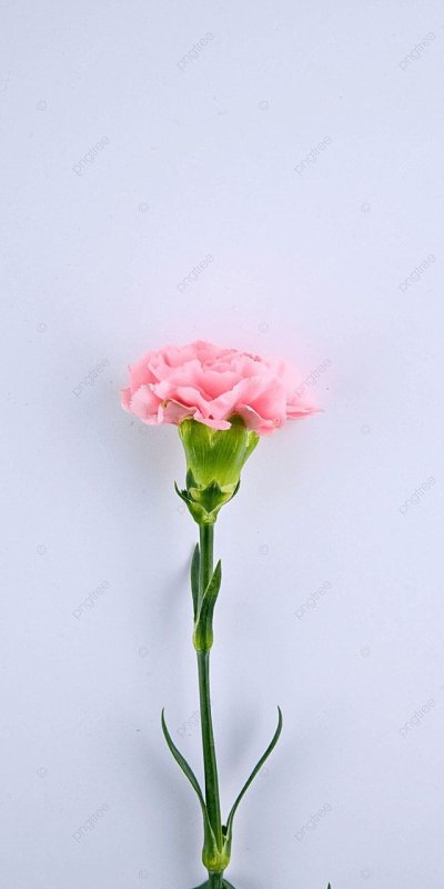 Лепесток гвоздики