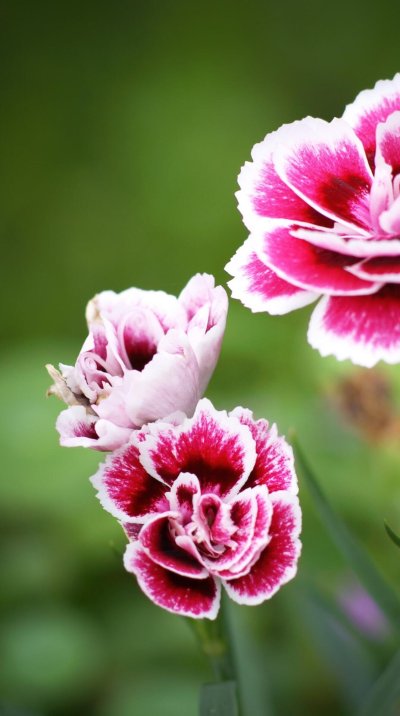 Диантус цветы