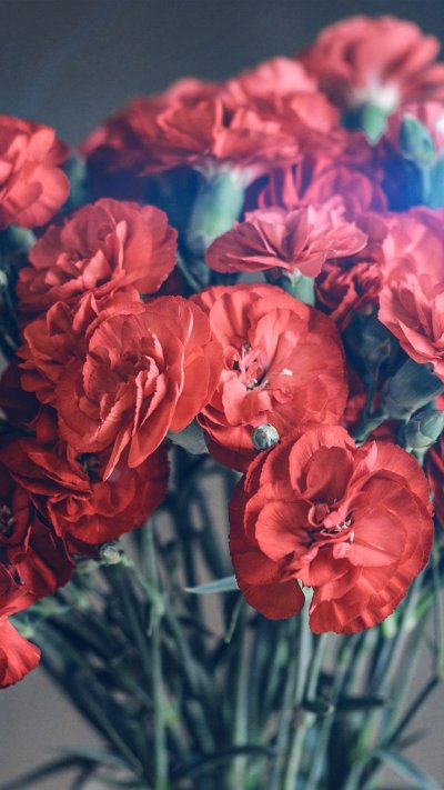 Диантус красный