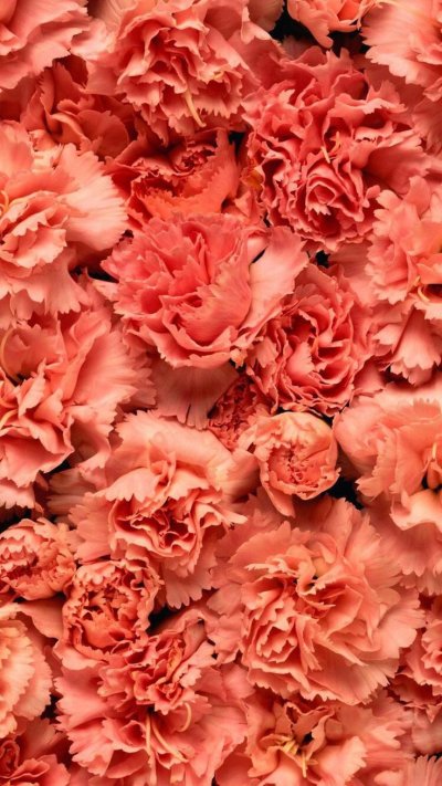 Гвоздика lege Pink