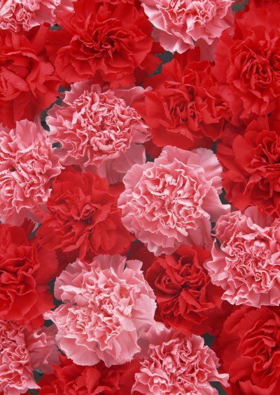 Диантус красный