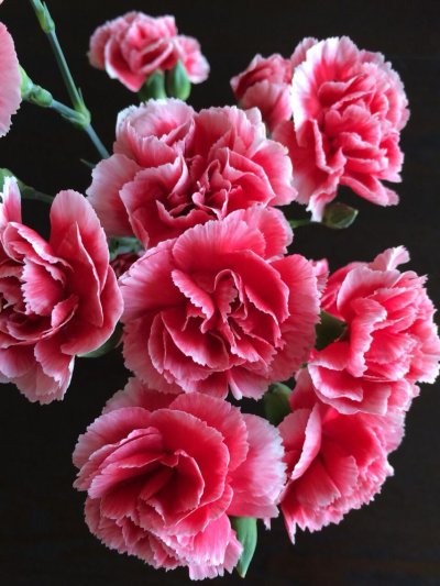 Гвоздика Лотус