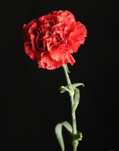 Гвоздика Диантус красная