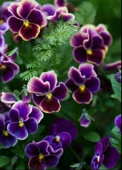 Анютины глазки