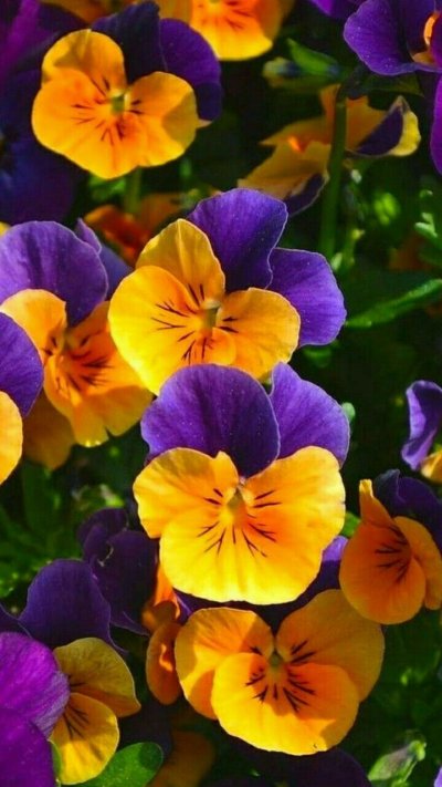 Анютины глазки цветы