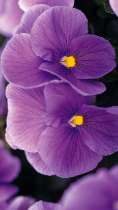 Фиолетовые цветы