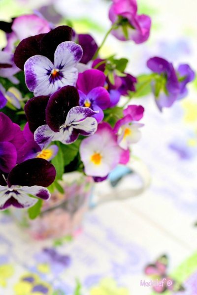 Фиалка Анютины глазки